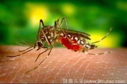 村里的蚊子为啥那么毒？被咬后还得吃药