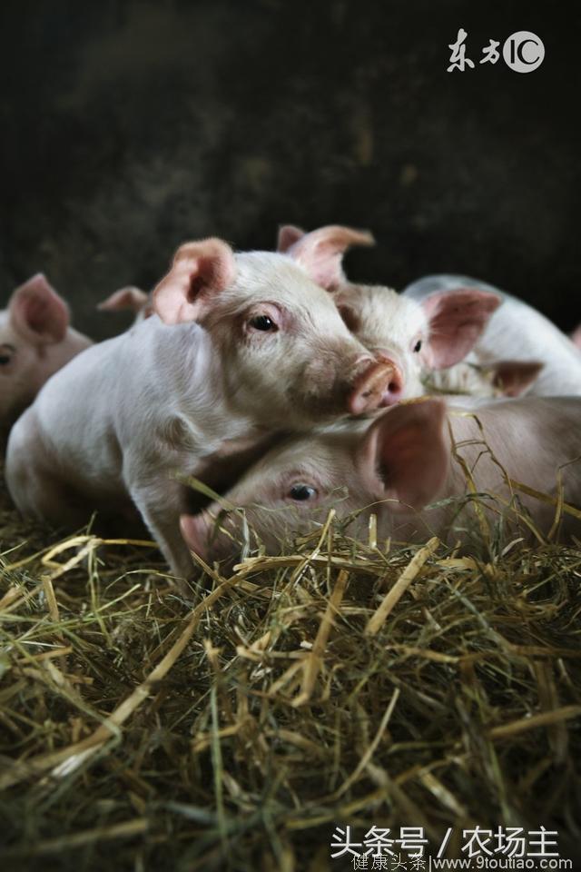 不要小看母猪产仔、它们也要预防和治疗产褥热和子宫内膜炎