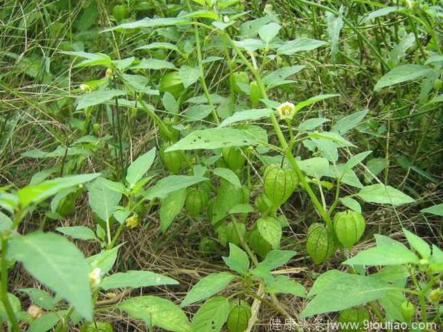 农村常见野草竟是中草药，有人高价收购，靠这个发家致富