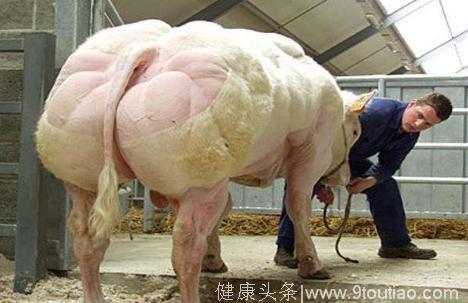 为何动物肌肉普遍比人类强壮，连猪都有一身肌肉