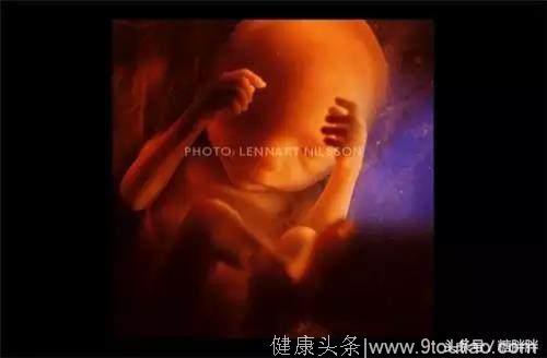见证胎儿在子宫的成长奇迹