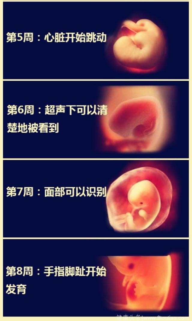 胎儿在妈妈腹中每周的生长发育变化图