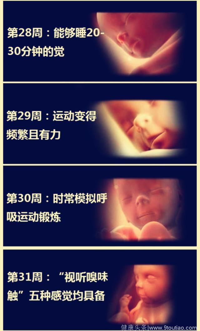 胎儿在妈妈腹中每周的生长发育变化图
