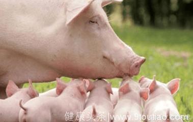 农民学养猪，养好母猪从母猪乳房开始