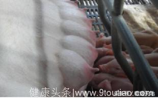 农民学养猪，养好母猪从母猪乳房开始