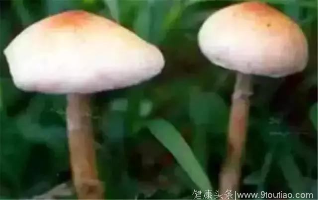 又是一年吃菌季！云南大理已有多人中毒住院