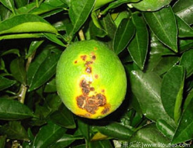 柑橘溃疡病发病症状与预防发病方案