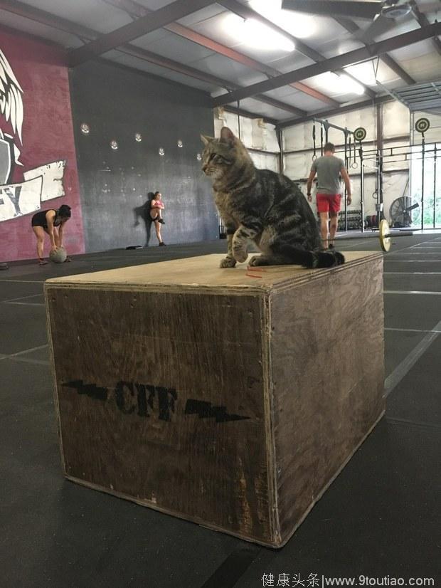 浪猫误打误撞闯进健身房，然后就成为健身房老大了！