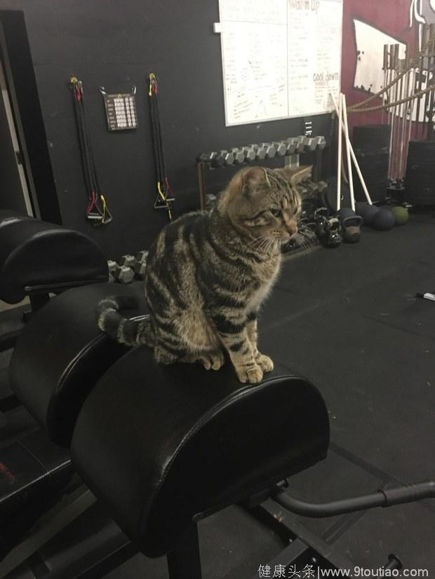 浪猫误打误撞闯进健身房，然后就成为健身房老大了！