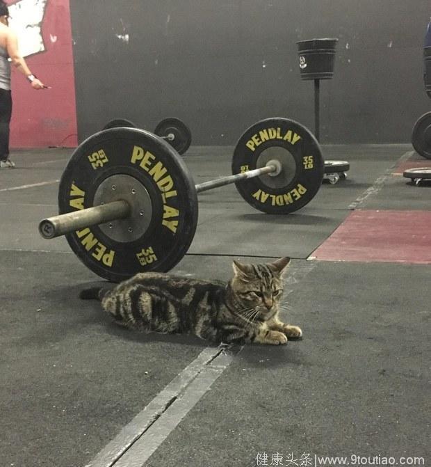 浪猫误打误撞闯进健身房，然后就成为健身房老大了！