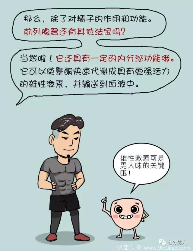 漫画：神秘的前列腺，你知道它对于男人的大作用吗？