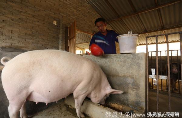 猪场给哺乳母猪产前产后加药的好办法