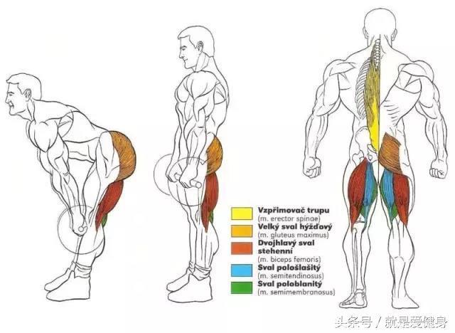 最全全身肌肉训练示范动作，没毛病老铁，肌肉指日可待！