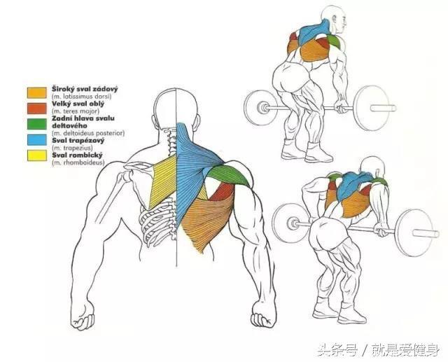 最全全身肌肉训练示范动作，没毛病老铁，肌肉指日可待！