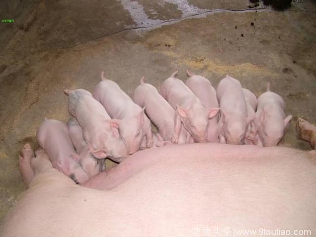 母猪泌乳量直接影响仔猪健康，提高母猪泌乳量的措施有哪些？