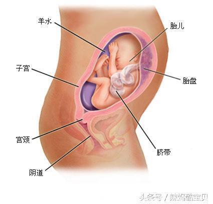 怀孕1~9个月胎儿发育过程图，准妈妈快来看看宝宝在你肚子里是什么样子