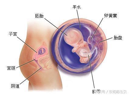 怀孕1~9个月胎儿发育过程图，准妈妈快来看看宝宝在你肚子里是什么样子