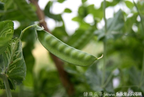 原来吃4种豆子有这么多好处，尤其是对糖尿病，不吃好亏呀