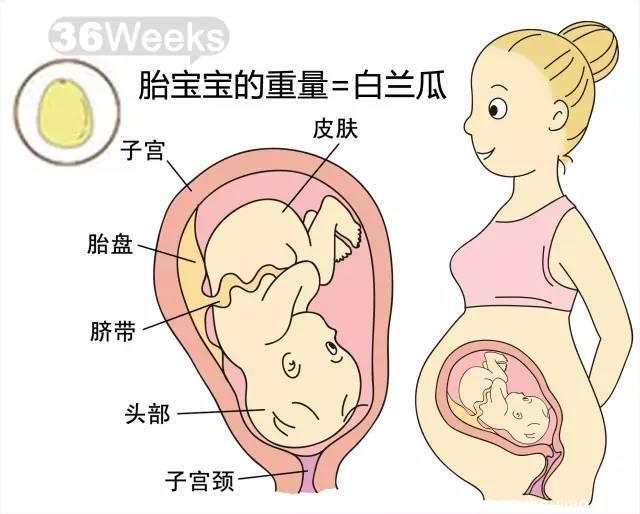 第九次产检丨孕36周为生产事宜做准备，减少性生活次数，注意姿势