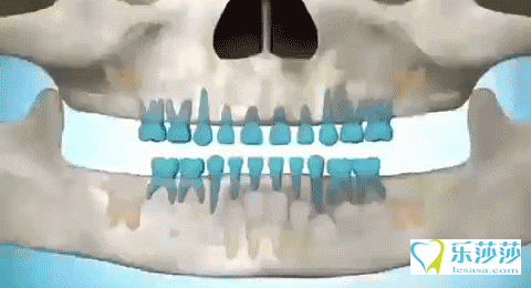 人为什么只能长两次牙齿？