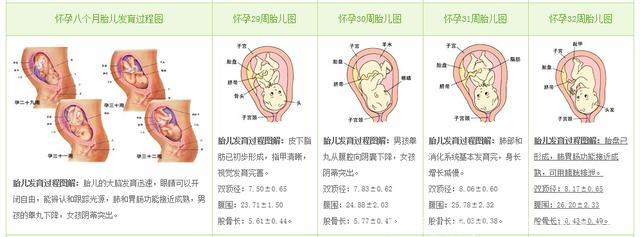 十月怀胎，3分钟了解宝宝在妈妈肚子里的奇妙之旅程（内附月子食谱）