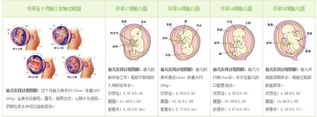 十月怀胎，3分钟了解宝宝在妈妈肚子里的奇妙之旅程（内附月子食谱）