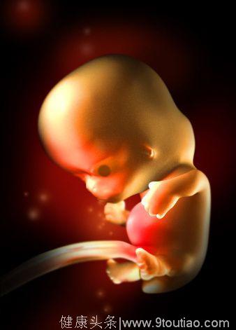 宝宝在妈妈肚子里发育过程中每个月的主要特点