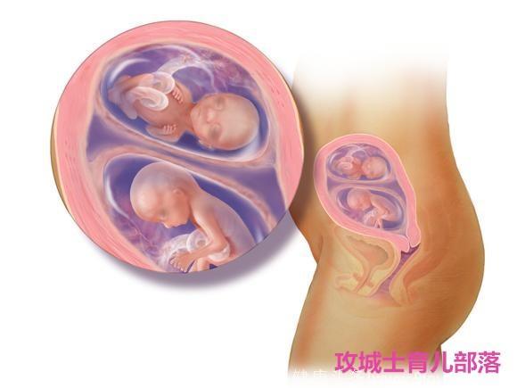 插画还原双胞胎胎儿逐月发育演变过程