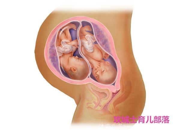 插画还原双胞胎胎儿逐月发育演变过程