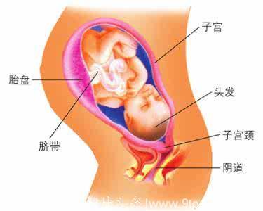 神奇的胎儿 入盆是什么样的？