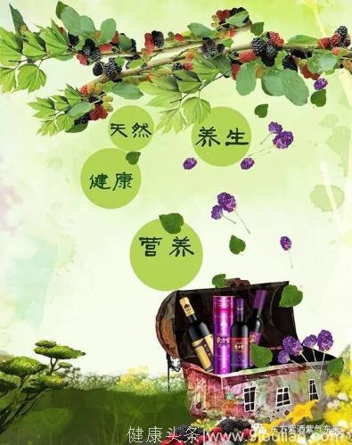 东方紫酒：桑树的一身都是宝！