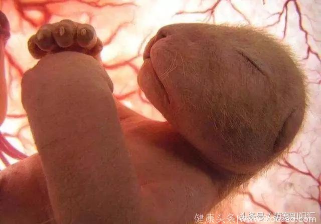 动物妈妈子宫中的宝宝们，一个小生命即将诞生！