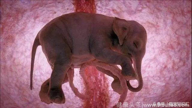 动物妈妈子宫中的宝宝们，一个小生命即将诞生！