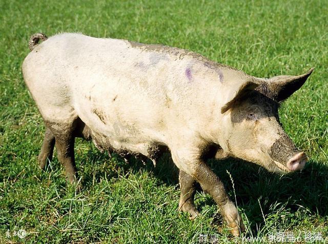 母猪流产病因分析及防控措施