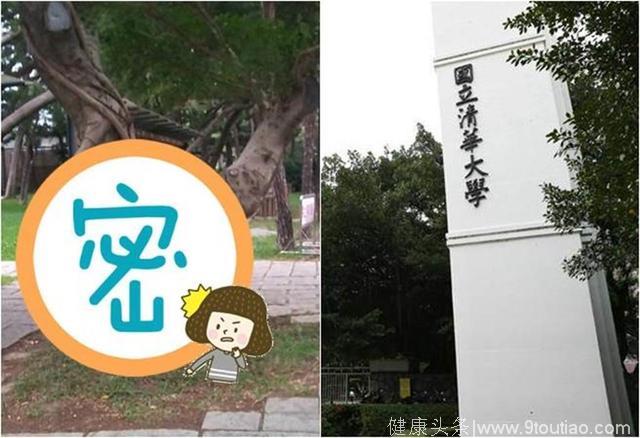台湾新竹的清华大学校园出现活春宫？原来只是一棵榕树！大一新生不脸红！