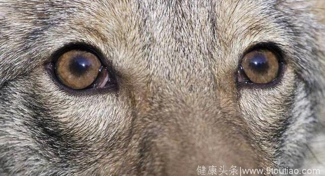心理测试：四只狼的眼睛测试你这一生有没有富贵命