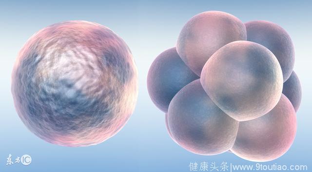 胚胎移植到子宫后会发生什么变化？