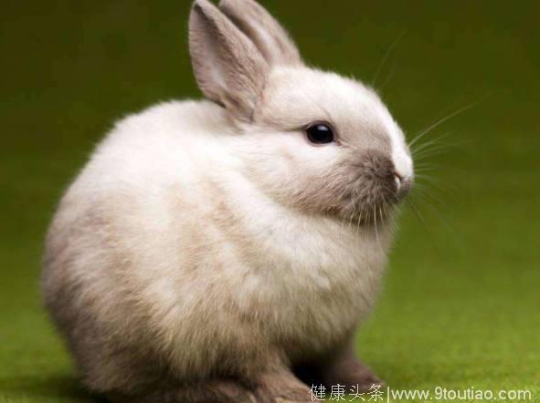 心理测试：4只兔子，你最想保护哪只，测出你性格的阴暗面
