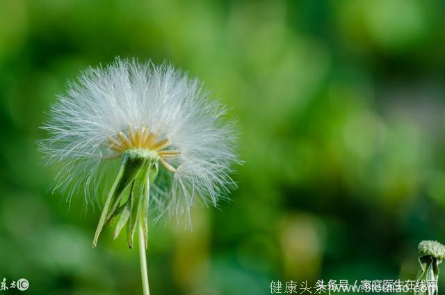 蒲公英被誉为药草皇后，泡水喝时，要注意这4个禁忌！