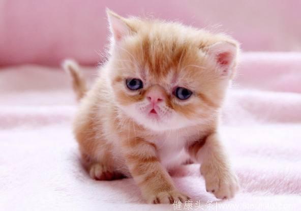 心理测试：选一只你最想保护的小猫咪，测你心理防御程度有多重