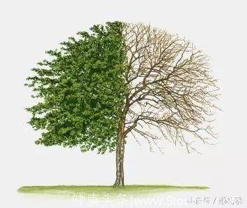 心理测试：选一颗你喜欢的树，测测从你选择的树看你的性格如何？