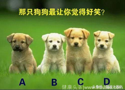 心理测试：看到哪只小狗你最想笑？测你是不是一个逗比？准！