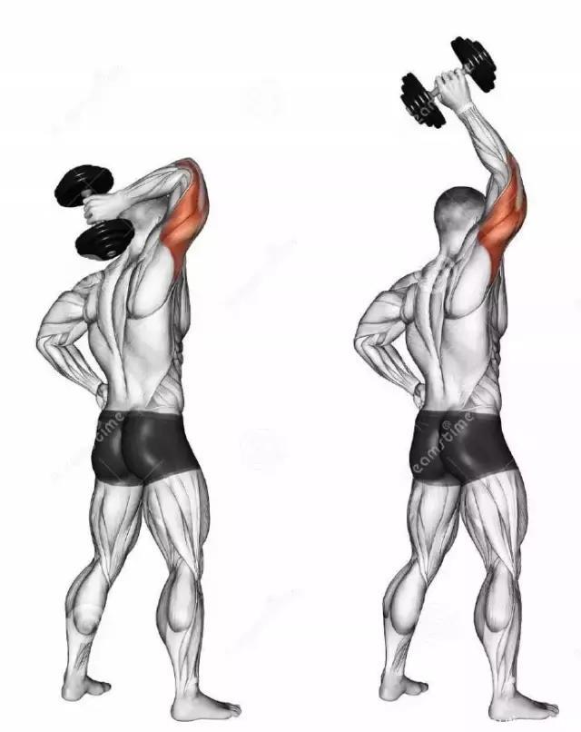 9个上肢健身动作训练肌肉部位图，完美对应想要练的肌肉！