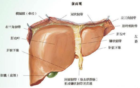 日常生活食物里面的肝病“死对头