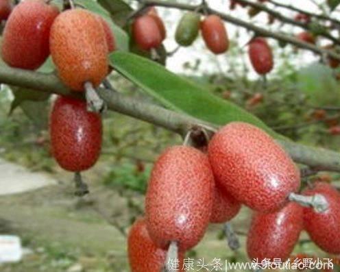 在农村这种野果很常见，它不仅能止咳平喘，还能治疗风湿疼痛