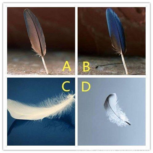 心理测试：下图哪根羽毛是假的？测试你是否容易被骗！