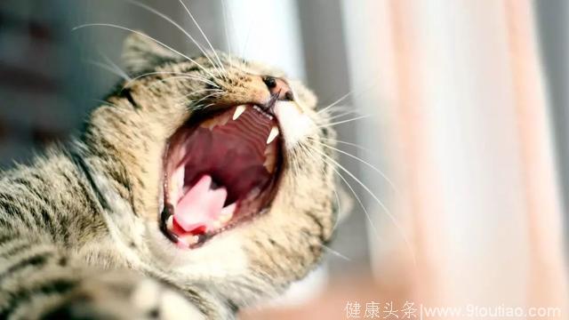 猫口腔发炎——可能比口腔溃疡更疼的病
