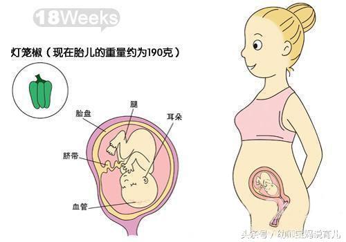 怀孕的第一大门槛“孕5月”