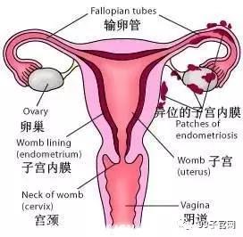 子宫内膜多少为正常？子宫内膜厚度影响怀孕吗？