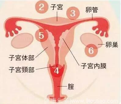 子宫内膜与卵泡相比，想要怀孕，到底哪个才是最重要的呢！